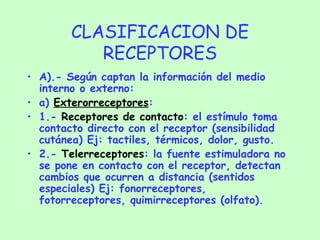 CLASIFICACION DE RECEPTORES A).- Según captan la información del medio interno o externo: a)  Exterorreceptores : 1.-  Receptores de contacto : el estímulo toma contacto directo con el receptor (sensibilidad cutánea) Ej: tactiles, térmicos, dolor, gusto. 2.-  Telerreceptores : la fuente estimuladora no se pone en contacto con el receptor, detectan cambios que ocurren a distancia (sentidos especiales) Ej: fonorreceptores, fotorreceptores, quimirreceptores (olfato). 
