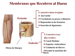 Sistema óseo | PDF