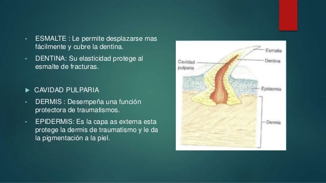 Sistema tegumentario