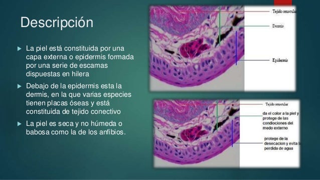 Sistema tegumentario