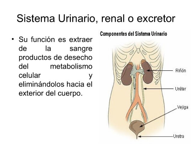 Para Que Nos Sirve El Sistema Excretor