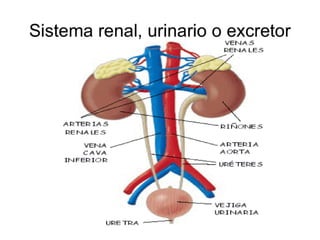 Sistema Urinario