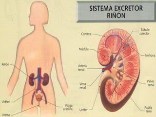 Sistema Urinario