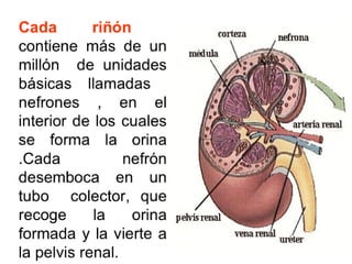 Sistema Urinario