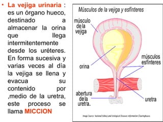 Sistema Urinario