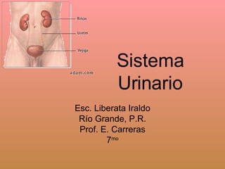 Sistema Urinario Esc. Liberata Iraldo Río Grande, P.R. Prof. E. Carreras 7 mo 