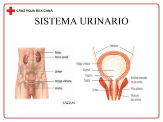 SISTEMA URINARIO 