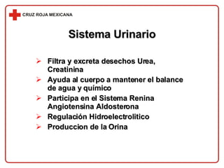 Sistema Urinario Filtra y excreta desechos Urea, Creatinina Ayuda al cuerpo a mantener el balance de agua y químico Participa en el Sistema Renina Angiotensina Aldosterona Regulación Hidroelectrolitico Produccion de la Orina 