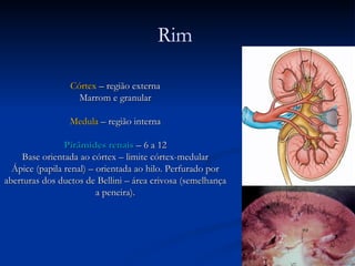 Córtex  – região externa Marrom e granular Medula  – região interna Pirâmides renais  – 6 a 12 Base orientada ao córtex – limite córtex-medular Ápice (papila renal) – orientada ao hilo. Perfurado por aberturas dos ductos de Bellini – área crivosa (semelhança a peneira). Rim  