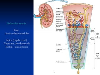Pirâmides renais   Base  Limite córtex-medular Ápice (papila renal)  Aberturas dos ductos de Bellini – área crivosa 
