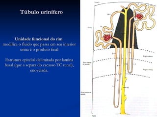 Unidade funcional do rim   modifica o fluido que passa em seu interior urina é o produto final Estrutura epitelial delimitada por lamina basal (que a separa do escasso TC renal), enovelada. Túbulo urinífero 