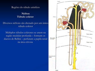 Regiões do túbulo urinífero Néfron Túbulo coletor  Diversos néfrons são drenado por um único túbulo coletor Múltiplos túbulos coletores se unem na região medular profunda – formam os ductos de Bellini – perfuram a papila renal na área crivosa   