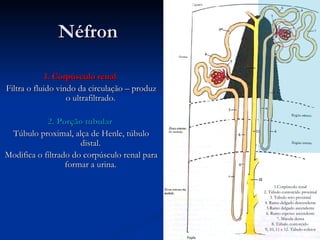 Néfron 1. Corpúsculo  renal  Filtra o fluido vindo da circulação – produz o ultrafiltrado. 2.  Porção tubular  Túbulo proximal, alça de Henle, túbulo distal. Modifica o filtrado do corpúsculo renal para formar a urina. 1.Corpúsculo renal 2. Túbulo contorcido proximal 3. Túbulo reto proximal 4. Ramo delgado descendente 5.Ramo delgado ascendente 6. Ramo espesso ascendente 7. Mácula densa 8. Túbulo contorcido  9, 10, 11 e 12. Túbulo coletor 