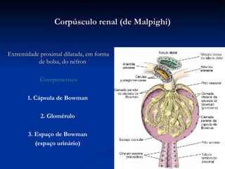 Corpúsculo  renal (de Malpighi) Extremidade proximal dilatada, em forma de bolsa, do néfron Componentes 1. Cápsula de Bowman  2. Glomérulo   3. Espaço de Bowman  (espaço urinário)   