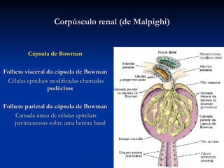 Corpúsculo  renal (de Malpighi) Cápsula de Bowman   Folheto visceral da cápsula de Bowman   Células epiteliais modificadas chamadas  podócitos Folheto parietal da cápsula de Bowman   Camada única de células epiteliais pavimentosas sobre uma lamina basal 