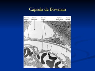Cápsula de Bowman 
