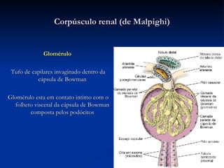 Corpúsculo  renal (de Malpighi) Glomérulo   Tufo de capilares invaginado dentro da cápsula de Bowman Glomérulo esta em contato intimo com o folheto visceral da cápsula de Bowman composta pelos podócitos 