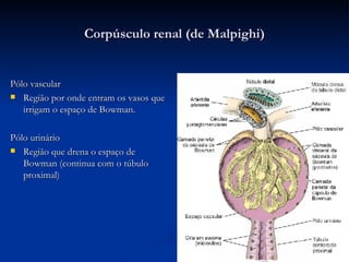 Corpúsculo  renal (de Malpighi) Pólo vascular  Região por onde entram os vasos que irrigam o espaço de Bowman. Pólo urinário  Região que drena o espaço de Bowman (continua com o túbulo proximal) 