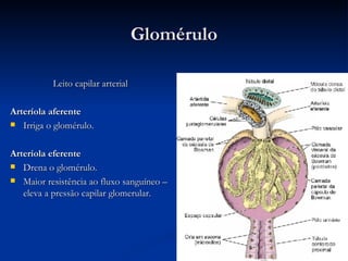 Glomérulo Leito capilar arterial Arteríola aferente   Irriga o glomérulo. Arteríola eferente  Drena o glomérulo. Maior resistência ao fluxo sanguíneo – eleva a pressão capilar glomerular. 