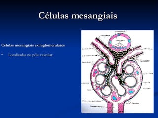 Células mesangiais  Células mesangiais extraglomerulares Localizadas no pólo vascular 