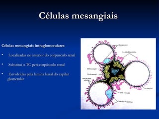 Células mesangiais  Células mesangiais intraglomerulares Localizadas no interior do corpúsculo renal Substitui o TC peri-corpúsculo renal Envolvidas pela lamina basal do capilar glomerular 