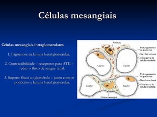Células mesangiais  Células mesangiais intraglomerulares 1. Fagocitose da lamina basal glomerular.  2. Contractibilidade – receptores para ATII – reduz o fluxo de sangue renal. 3. Suporte físico ao glomérulo – junto com os podócitos e lamina basal glomerular. 