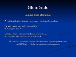 Glomérulo Lamina basal glomerular Lamina basal fundida - e nvolve os capilares glomerulares. Lamina densa  – camada intermediária. Colágeno tipo IV. Laminas raras  – em ambos lados da lamina densa. Laminina, fibronectina e heparan-sulfato. SÍNTESE – Podócitos e células endoteliais dos capilares glomerulares ABSORÇÃO – Células mesangiais intraglomerulares 
