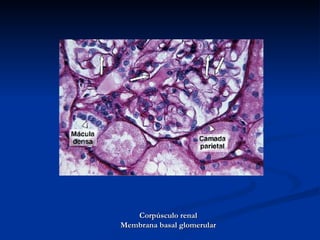 Corpúsculo renal Membrana basal glomerular 