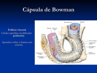 Cápsula  de Bowman Folheto visceral Células epiteliais modificadas  podócitos Apoiados sobre a lamina rara externa 