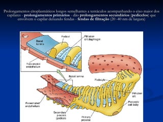 Prolongamentos citoplasmáticos longos semelhantes a tentáculos acompanhando o eixo maior dos capilares -  prolongamentos primários  - dão  prolongamentos secundários  ( pedicelos ) que envolvem o capilar deixando fendas -  fendas de filtração  (20 -40 nm de largura) 