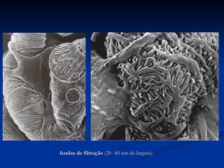 fendas de filtração  (20 -40 nm de largura) 