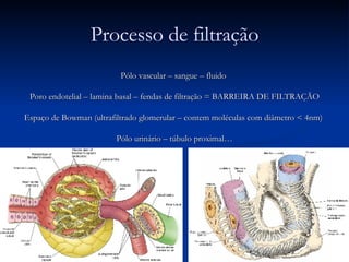 Pólo vascular – sangue – fluido  Poro endotelial – lamina basal – fendas de filtração = BARREIRA DE FILTRAÇÃO Espaço de Bowman (ultrafiltrado glomerular – contem moléculas com diâmetro < 4nm)  Pólo urinário – túbulo proximal… Processo de filtração 