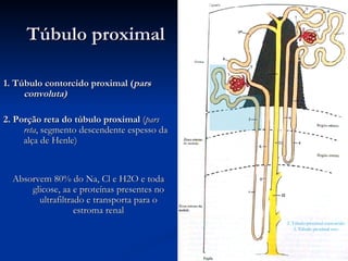 Túbulo  proximal 1. Túbulo contorcido proximal ( pars convoluta) 2. Porção reta do túbulo proximal  ( pars reta , segmento descendente espesso da alça de Henle) Absorvem 80% do Na, Cl e H2O e toda glicose, aa e proteínas presentes no ultrafiltrado e transporta para o estroma renal 2. Túbulo proximal contorcido 3. Túbulo proximal reto 