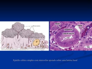 Epitélio cúbico simples com microvilus apoiado sobre uma lamina basal 