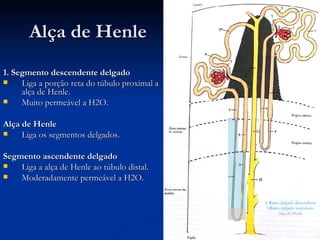 Alça de Henle 1. Segmento descendente delgado  Liga a porção reta do túbulo proximal a alça de Henle. Muito permeável a H2O. Alça de Henle  Liga os segmentos delgados. Segmento ascendente delgado  Liga a alça de Henle ao túbulo distal. Moderadamente permeável a H2O. 4. Ramo delgado descendente 5.Ramo delgado ascendente Alça de Henle 