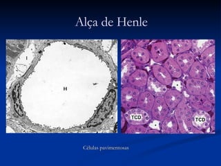 Células pavimentosas Alça de Henle 
