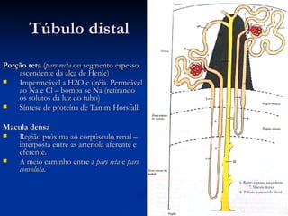 Túbulo distal Porção reta  ( pars recta  ou segmento espesso ascendente da alça de Henle) Impermeável a H2O e uréia. Permeável ao Na e Cl – bomba se Na (retirando os solutos da luz do tubo) Síntese de proteína de Tamm-Horsfall. Macula densa  Região próxima ao corpúsculo renal – interposta entre as arteríola aferente e eferente. A meio caminho entre a  pars reta  e  pars convoluta. 6. Ramo espesso ascendente 7. Mácula densa 8. Túbulo contorcido distal  