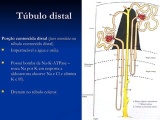 Túbulo distal Porção contorcida distal  ( pars convoluta  ou túbulo contorcido distal) Impermeável a água e uréia. Possui bomba de Na-K-ATPase – troca Na por K em resposta a aldosterona absorve Na e Cl e elimina K e H). Drenam no túbulo coletor. 6. Ramo espesso ascendente 7. Mácula densa 8. Túbulo contorcido distal  