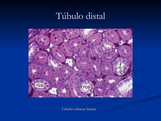 Células cúbicas baixas Túbulo distal 