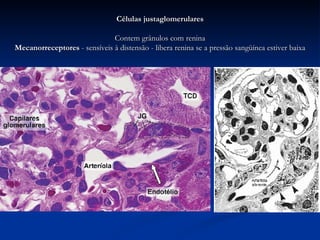 Células justaglomerulares Contem grânulos com renina Mecanorreceptores  - sensíveis à distensão - libera renina se a pressão sangüínea estiver baixa 