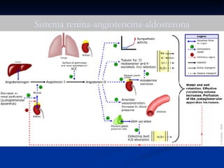 Sistema renina-angiotencina-aldosterona 
