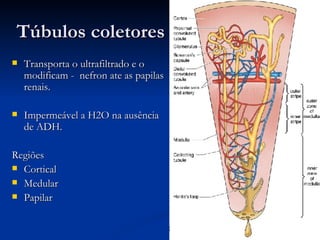 Túbulos coletores Transporta o ultrafiltrado e o modificam -  nefron ate as papilas renais. Impermeável a H2O na ausência de ADH. Regiões  Cortical  Medular Papilar  
