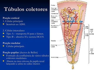 Túbulos coletores Porção cortical 1. Células principais Sensíveis ao ADH. 2. Células intercalares Tipo A – transporta H para o lúmen. Tipo B – absorve H e secreta HCO3. Porção medular Células principais. Porção papilar  (ductos de Bellini) Formado da confluência de vários túbulos coletores medulares. Abrem na área crivosa da papila renal lançando a urina no cálice menor.  