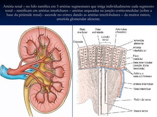 Artéria renal – no hilo ramifica em 5 artérias segmentares que irriga individualmente cada segmento renal – ramificam em artérias interlobares – artérias arqueadas na junção corticomedular (sobre a base da pirâmide renal)– ascende no córtex dando as artérias interlobulares – da muitos ramos, arteríola glomerular aferente. 