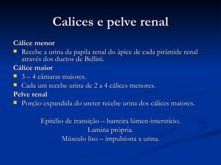Calices e pelve renal Cálice menor   Recebe a urina da papila renal do ápice de cada pirâmide renal através dos ductos de Bellini. Cálice maior 3 – 4 câmaras maiores. Cada um recebe urina de 2 a 4 cálices menores. Pelve renal  Porção expandida do ureter recebe urina dos cálices maiores. Epitélio de transição – barreira lúmen-interstício. Lamina própria. Músculo liso – impulsiona a urina. 