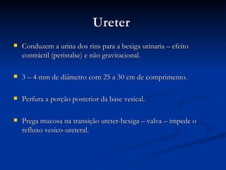 Ureter   Conduzem a urina dos rins para a bexiga urinaria – efeito contráctil (peristalse) e não gravitacional.  3 – 4 mm de diâmetro com 25 a 30 cm de comprimento. Perfura a porção posterior da base vesical. Prega mucosa na transição ureter-bexiga – valva – impede o refluxo vesico-ureteral. 