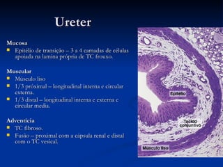 Ureter Mucosa Epitélio de transição – 3 a 4 camadas de células apoiada na lamina própria de TC frouxo.  Muscular Músculo liso  1/3 próximal – longitudinal interna e circular externa. 1/3 distal – longitudinal interna e externa e circular media. Adventícia TC fibroso. Fusão – proximal com a cápsula renal e distal com o TC vesical. 