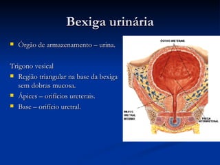 Bexiga urinária Órgão de armazenamento – urina. Trigono vesical  Região triangular na base da bexiga sem dobras mucosa. Ápices – orifícios ureterais. Base – orifício uretral. 