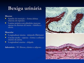 Bexiga urinária Mucosa Epitélio de transição – forma dobras mucosa em repouso. Lamina própria com glândulas mucosas apenas na abertura da uretra – lubrifica a uretra. Muscular Longitudinais interna -  músculo Detrusor   Circular media – espessa – forma o esfíncter interno da uretra. Longitudinal externa – delgada. Adventícia  – TC fibroso, elástico e adiposo. 
