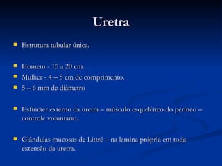 Uretra Estrutura tubular única. Homem - 15 a 20 cm. Mulher - 4 – 5 cm de comprimento. 5 – 6 mm de diâmetro Esfíncter externo da uretra – músculo esquelético do períneo – controle voluntário. Glândulas mucosas de Littré – na lamina própria em toda extensão da uretra. 